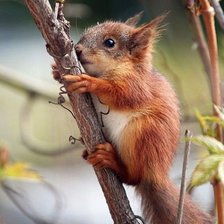 Схема вышивки «БЕЛОЧКА»