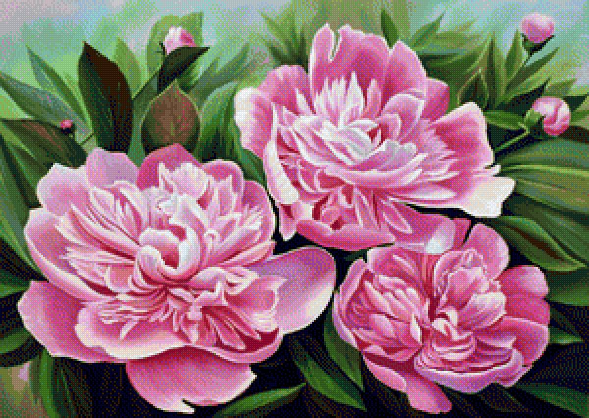 piwonie - предпросмотр