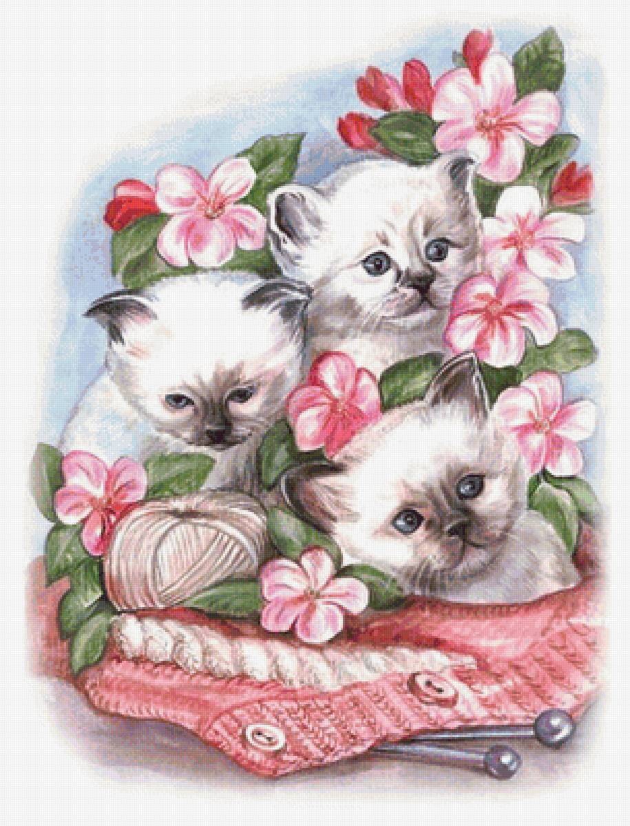 mačiatka - предпросмотр