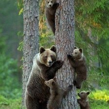 Схема вышивки «Мишки в лесу»