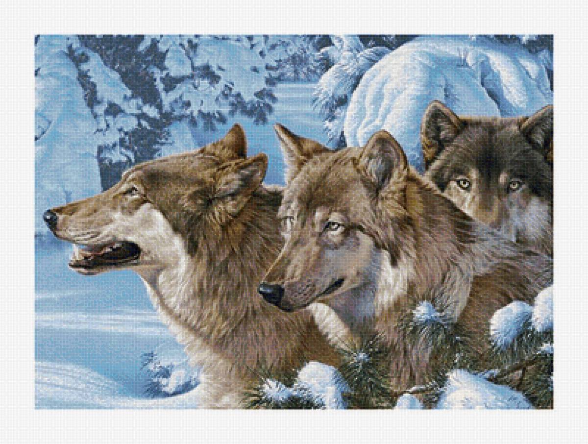 Серия "Хищники". Волки - животные, хищники, волки - предпросмотр