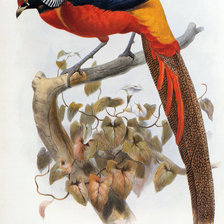 Схема вышивки «Фазан»