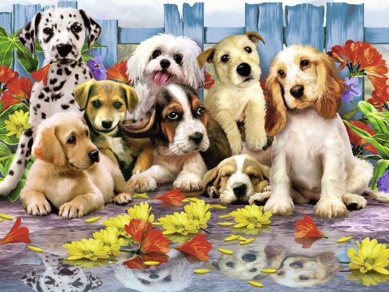 собаки - собаки - оригинал