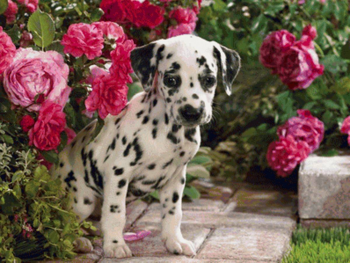 щенок - собака - предпросмотр