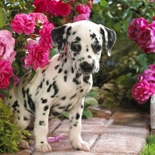 Схема вышивки «щенок»