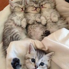 Схема вышивки «№1783236»