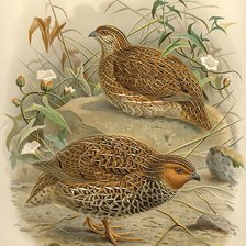 Схема вышивки «Новозеландский перепел»