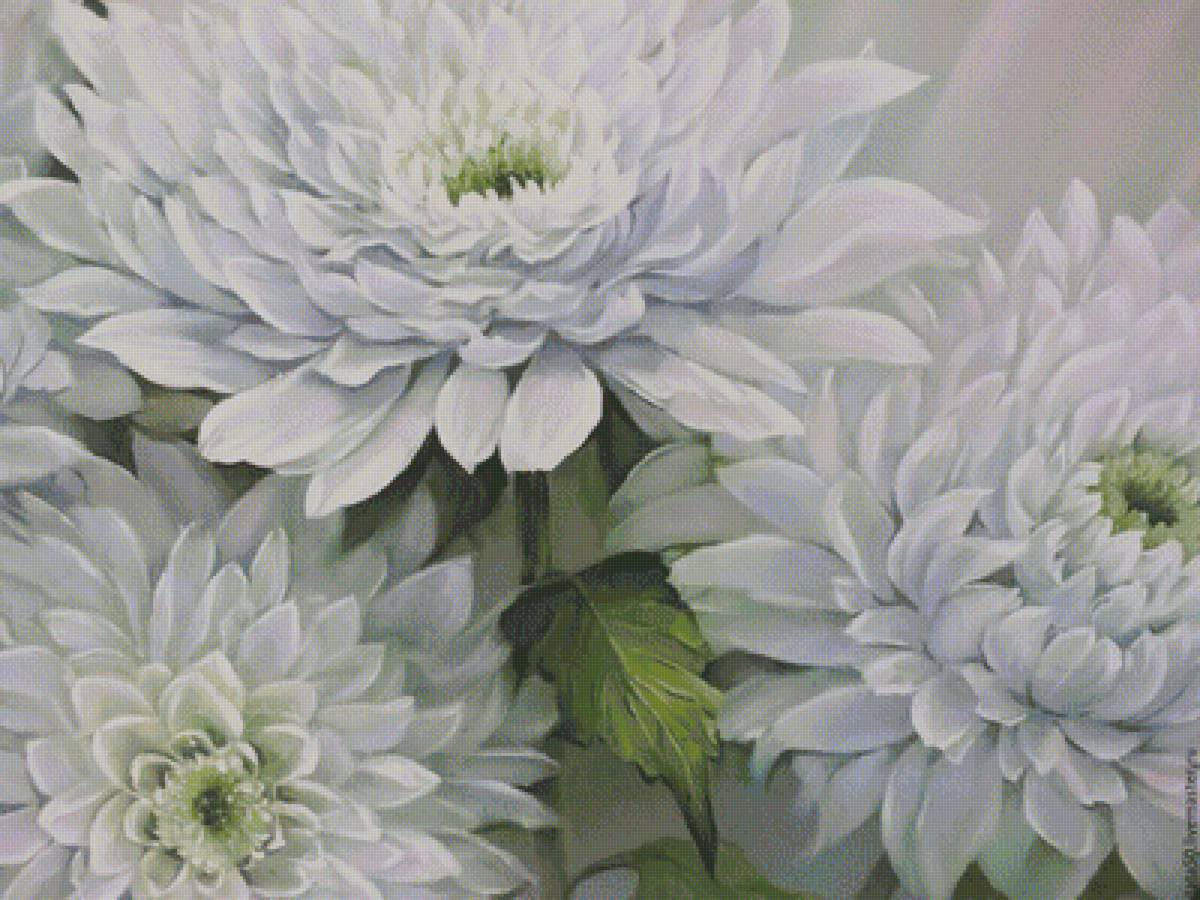 хризантемы - предпросмотр