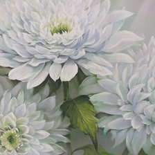 хризантемы