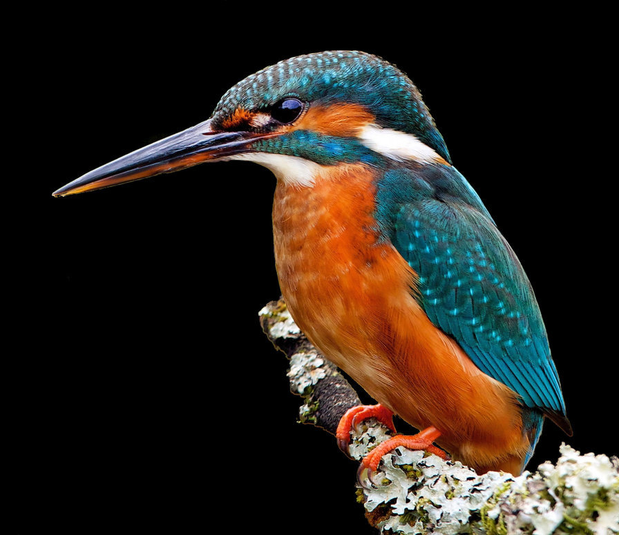 зимородок 150 клеток 30 цыет - оригинал