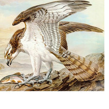 Схема вышивки «добыча»