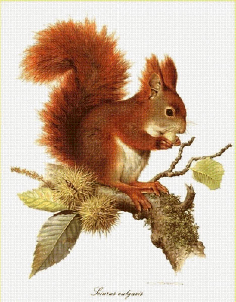 Белка - ветвь, орех, белка - предпросмотр
