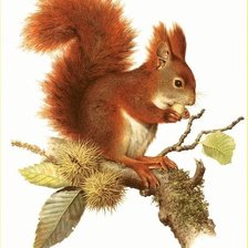 Схема вышивки «Белка»