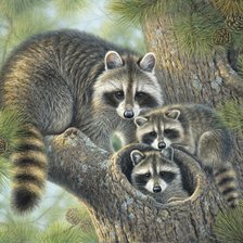 Схема вышивки «Семья енотов»