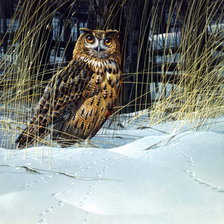 Схема вышивки «Филин»