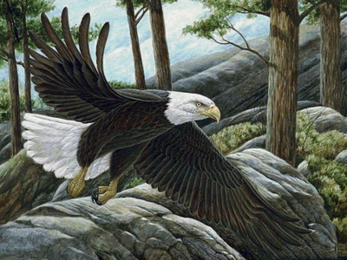 Белоголовый орлан - птицы - предпросмотр