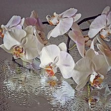 Схема вышивки «№1785471»