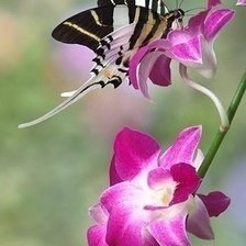 Схема вышивки «№1785532»