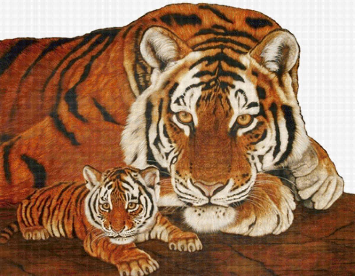 Тигры - животные, звери - предпросмотр