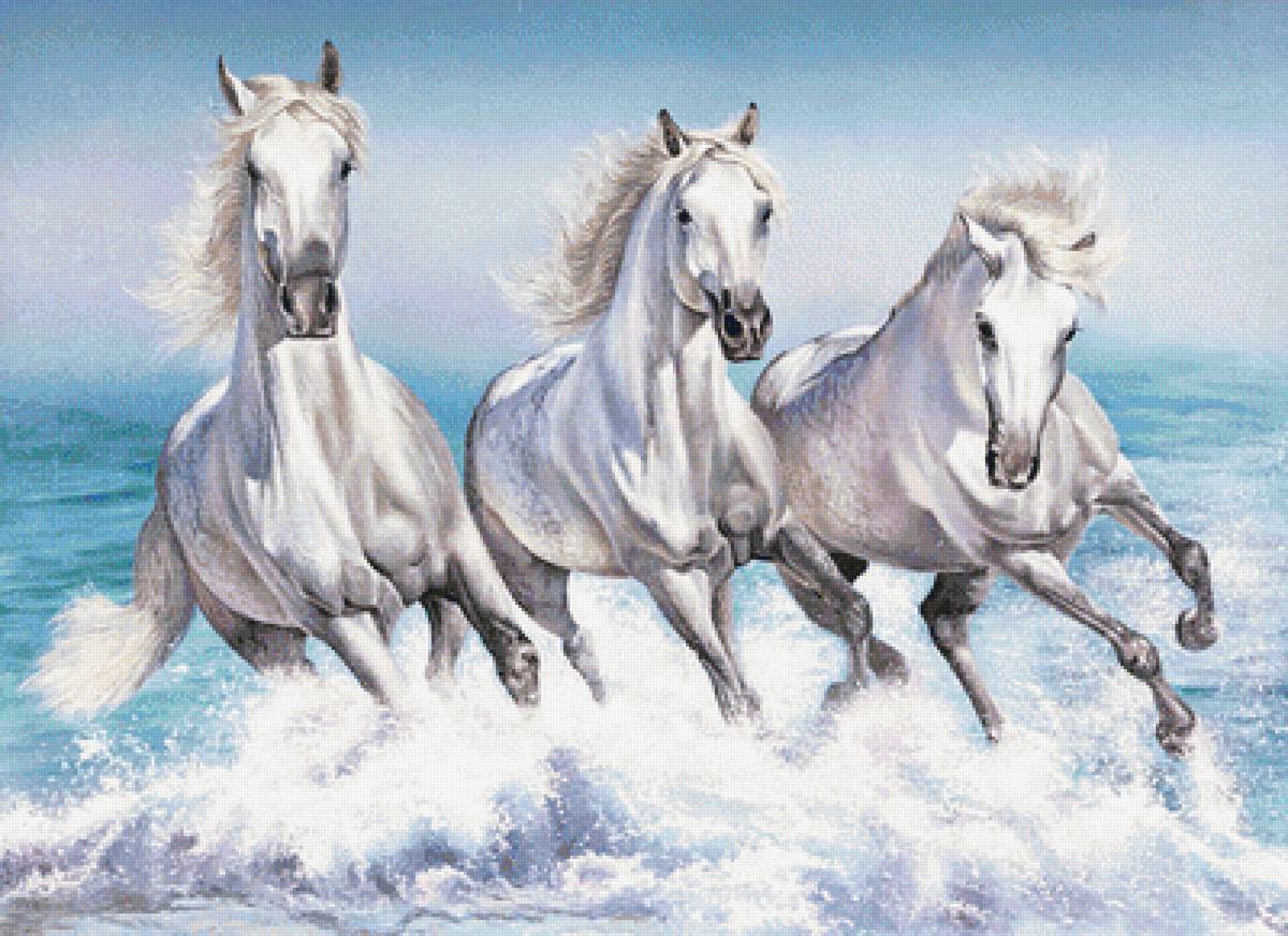 Белые кони - море, кони, животные - предпросмотр