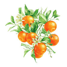 Схема вышивки «Мандарины»