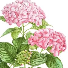 Схема вышивки «Гортензия»