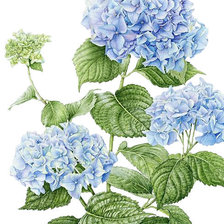 Схема вышивки «Гортензия»