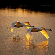 Схема вышивки «Пара»