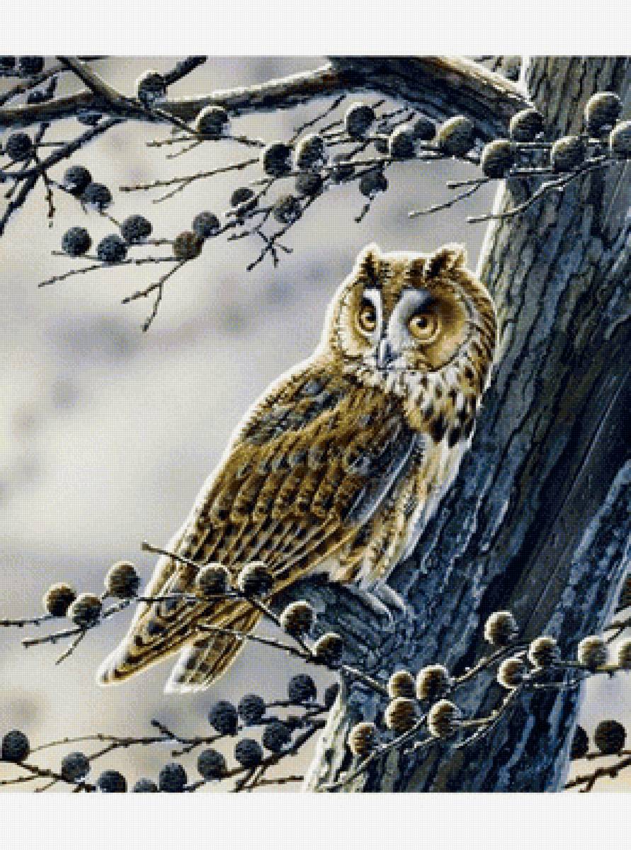 Филин - птицы, птицы на дереве - предпросмотр