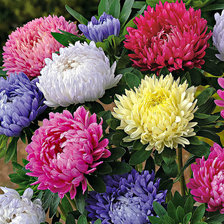 Схема вышивки «Астры»