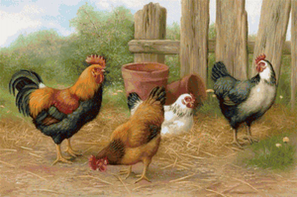 Птичий двор - петухи, куры, птицы - предпросмотр