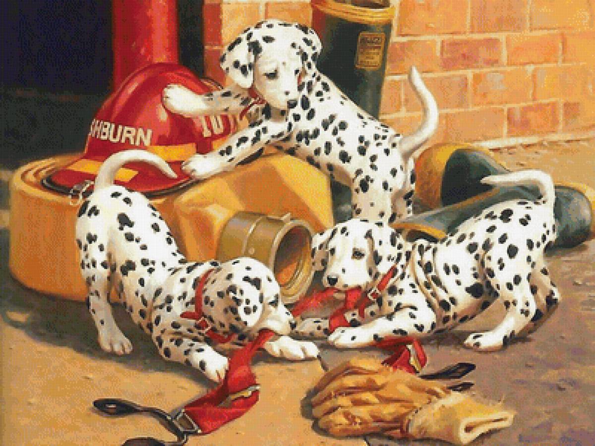 собаки - собаки - предпросмотр