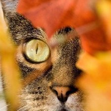 Осеннее настроение