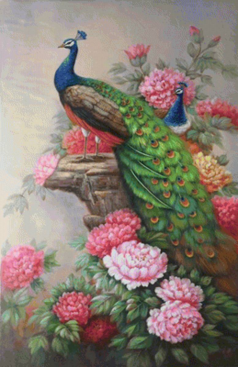 pivonie,páv - предпросмотр