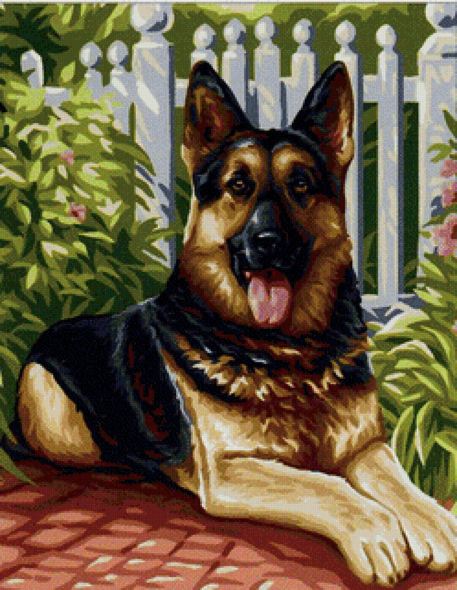 Овчарка в саду - сад, яркая, собака, цветы, овчарка - предпросмотр