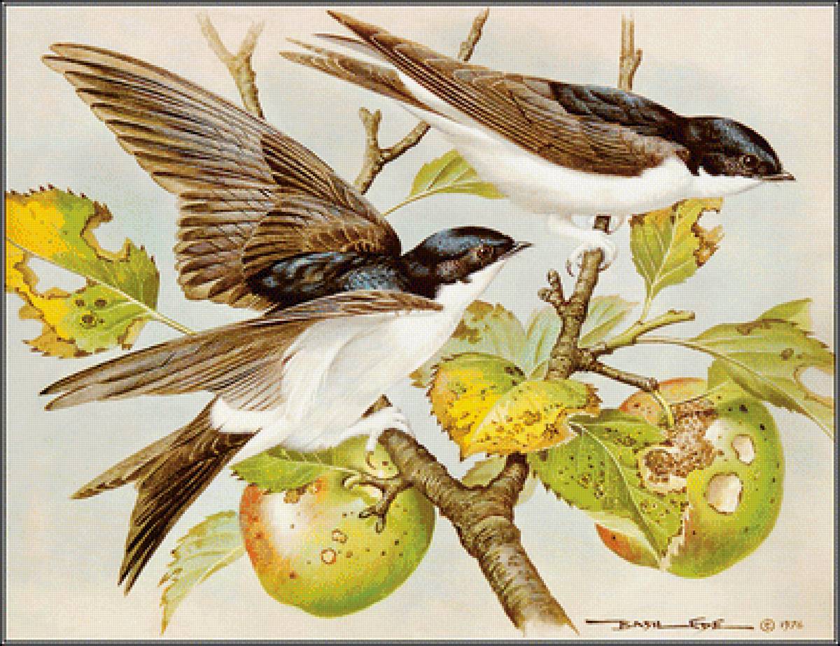 Ласточки на яблоне - птица, ветвь, яблоки, ласточка, яблоня - предпросмотр