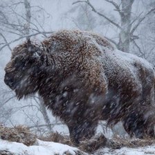 Схема вышивки «зубр»