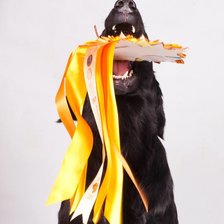 Схема вышивки «Прямошерстный ретривер»