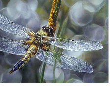 Схема вышивки «Стрекоза»