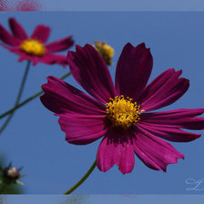 Схема вышивки «космея (маленькая)»