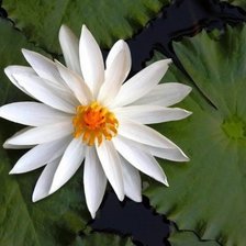 Схема вышивки «Белый лотос»