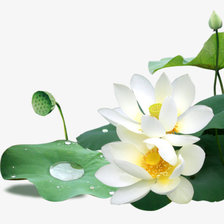 Схема вышивки «два лотоса»