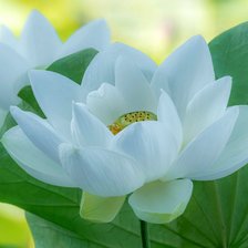 Схема вышивки «Белый лотос»