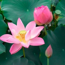 Схема вышивки «Розовые лотосы»