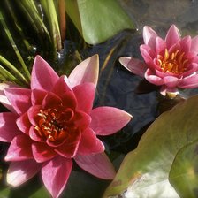 Схема вышивки «Pink Lotus»