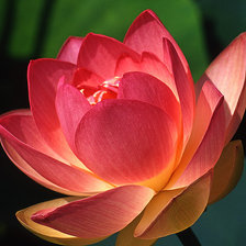 Схема вышивки «Красный лотос»