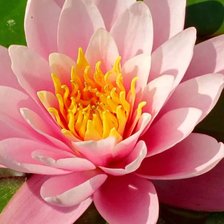 Схема вышивки «Розовый лотос»