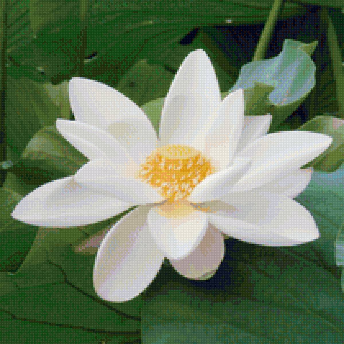 Белый лотос - лотос, цветок, вода, природа - предпросмотр