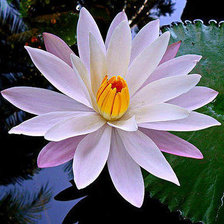 Схема вышивки «Белый лотос»