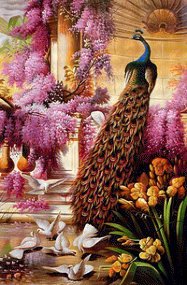 Павлин и голуби - предпросмотр